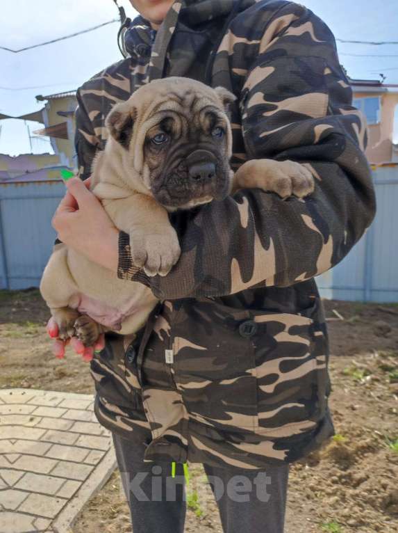 Собаки в Москве: Кадыр Мальчик, 60 000 руб. - фото 1
