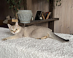 Кошки в Домодедово: Сингапура, Сингапурская кошка, котята , Москва Разнополые, Бесплатно - фото 7