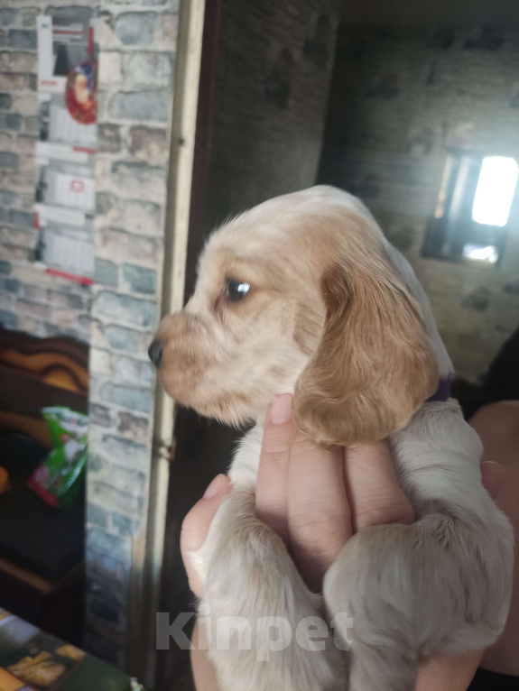 Собаки в Копейске: Щенок спаниель (девочка) Девочка, 10 000 руб. - фото 3