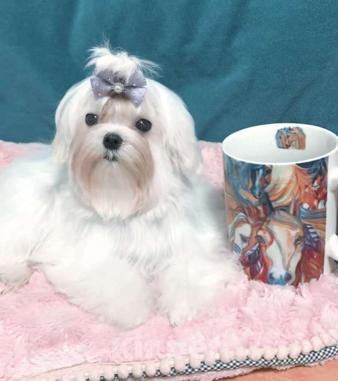 Собаки в Москве: Щенок мальтезе Мальчик, 150 000 руб. - фото 2