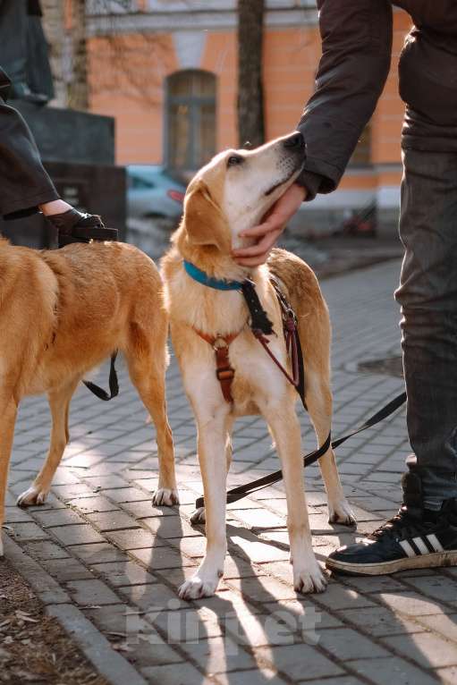 Собаки в Санкт-Петербурге: Рикки, гончая из приюта в добрые руки Девочка, Бесплатно - фото 9