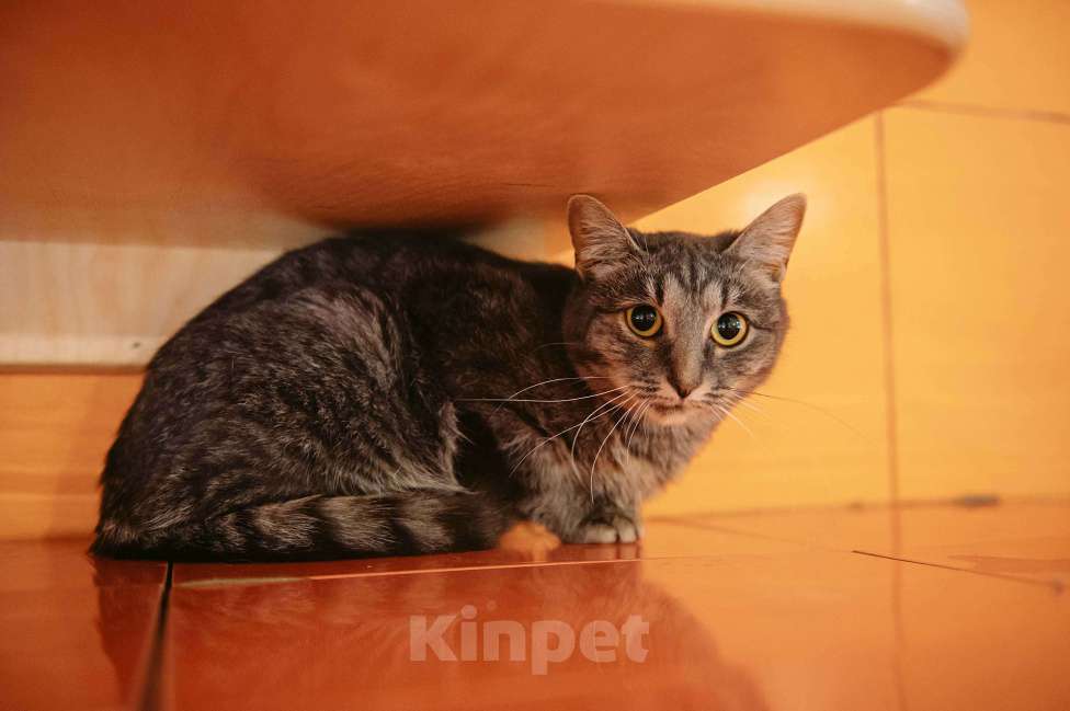 Кошки в других городах Московской области: Фея ищет семью Девочка, Бесплатно - фото 5