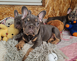 Собаки в Санкт-Петербурге: Шикарный щенки французский бульдог Мальчик, 70 000 руб. - фото 9