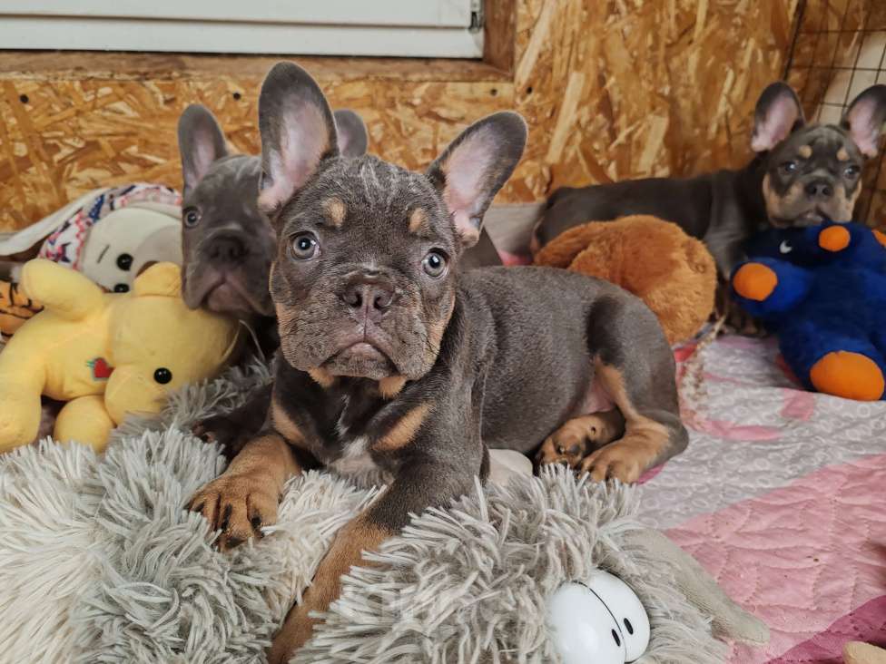 Собаки в Санкт-Петербурге: Шикарный щенки французский бульдог Мальчик, 70 000 руб. - фото 9