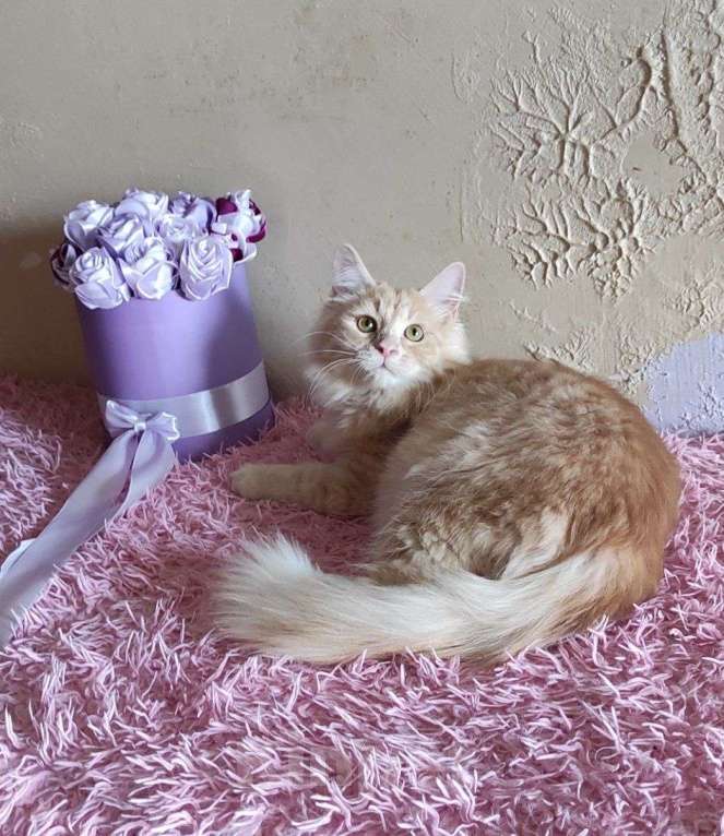 Кошки в Новосибирске: ♂️ Jinger Мальчик, 50 000 руб. - фото 8