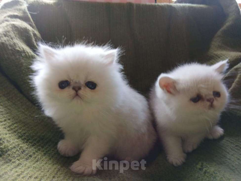 Кошки в других городах Московской области: Продаются котята - котик экзот и персидская кошечка Девочка, 15 000 руб. - фото 1