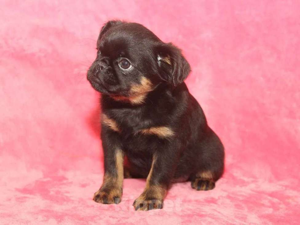 Собаки в Санкт-Петербурге: Красотка Девочка, 80 000 руб. - фото 1