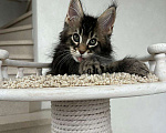 Кошки в Ростове-на-Дону: Мейн кун котёнок Мальчик, 60 000 руб. - фото 1