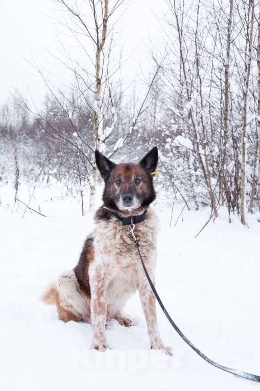 Собаки в Ногинске: Ищет достойное общество: Терентий Петрович. Кавалер, аристократ, идеальный компаньон. Мальчик, Бесплатно - фото 9