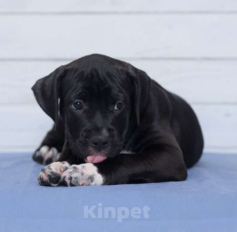 Собаки в Санкт-Петербурге: Черная окраса элитная девочка амстаффа Девочка, 1 руб. - фото 5