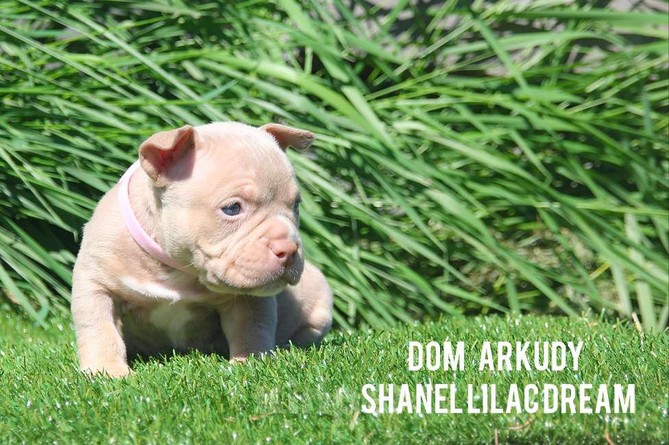 Собаки в Саратове: Лиловое чудо  Девочка, 100 000 руб. - фото 4