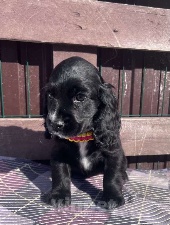 Собаки в других городах Ставропольского края: Английский Кокер спаниель  Девочка, 20 000 руб. - фото 4