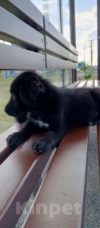 Собаки в Михайловске: Хаски на половину лабрадор Девочка, Бесплатно - фото 2