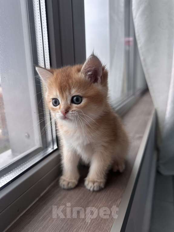 Кошки в других городах Московской области: Котенок золотая британская шиншилла ny 12, ny 11, ny 25 Мальчик, 50 000 руб. - фото 6