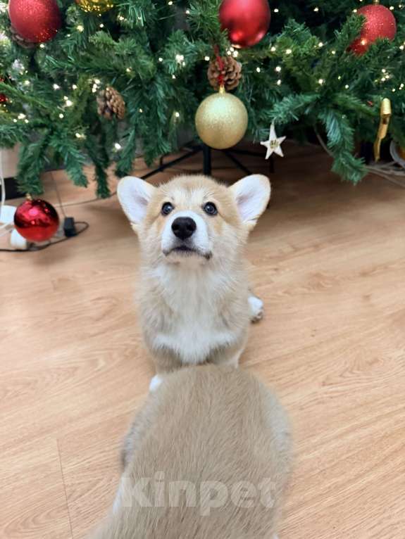 Собаки в Краснодаре: Щенки Вельш-корги Пемброк Мальчик, 55 000 руб. - фото 8