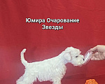 Собаки в Омске: Цвергшнауцер щенок белый Разнополые, Бесплатно - фото 10