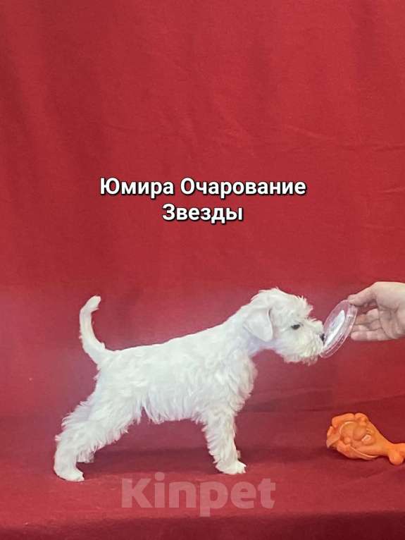 Собаки в Омске: Цвергшнауцер щенок белый Разнополые, Бесплатно - фото 10
