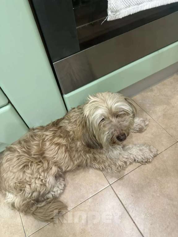 Собаки в Ростове-на-Дону: Ищу хозяина Девочка, Бесплатно - фото 2