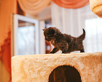 Кошки в Рязани: Сибирские котята, 15 000 руб. - фото 4