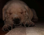 Собаки в Краснодаре: Шикарные щеночки редкого окраса Кане Корсо, 25 000 руб. - фото 4