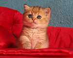 Кошки в Клине: Ласковый малыш Мальчик, 20 000 руб. - фото 3