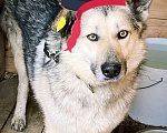Собаки в Москве: Очаровательный Пират готов взять ваше сердце на абордаж! Мальчик, Бесплатно - фото 1