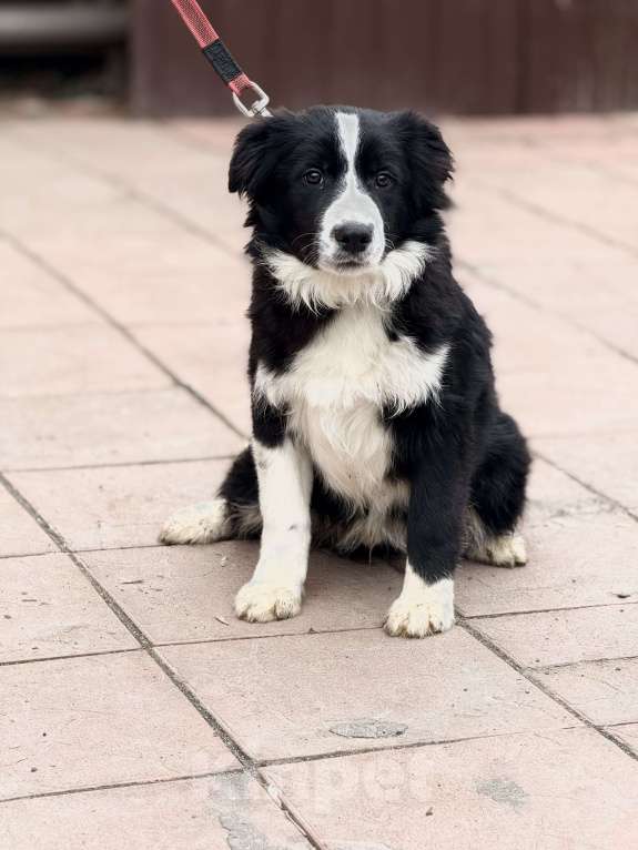 Собаки в Москве: Бордер-колли щенок Мальчик, 45 000 руб. - фото 3
