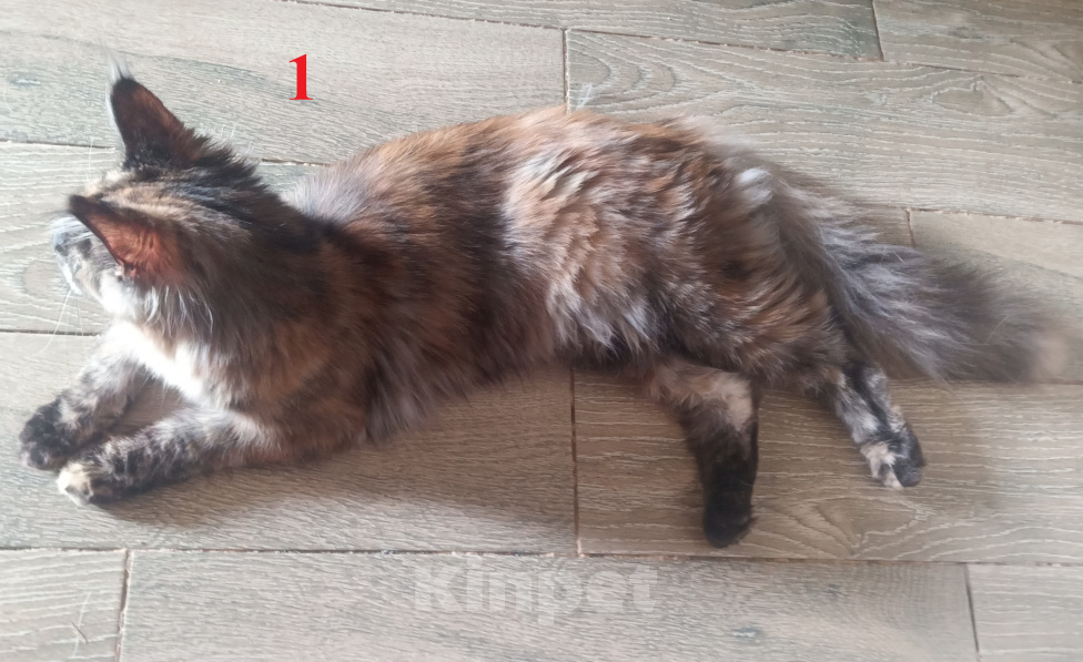Кошки в Новосибирске: Котята Мэйн-кун Девочка, Бесплатно - фото 2