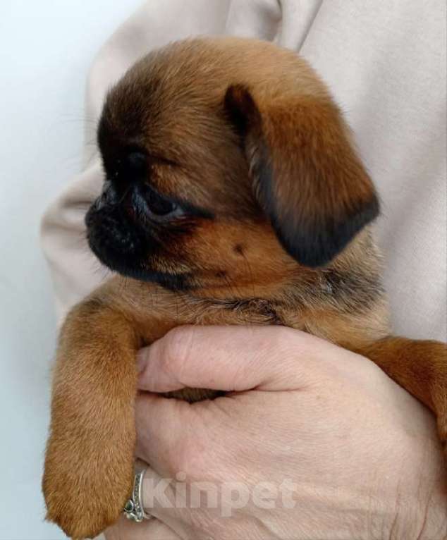 Собаки в Туле: Моя Прелнсть Девочка, 35 000 руб. - фото 1