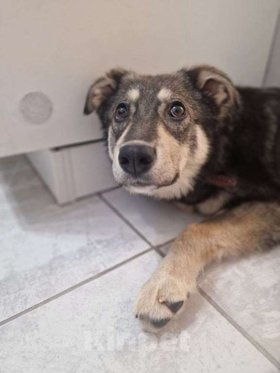 Собаки в Лосином-Петровском: Даная якутенок в добрые руки Девочка, Бесплатно - фото 9