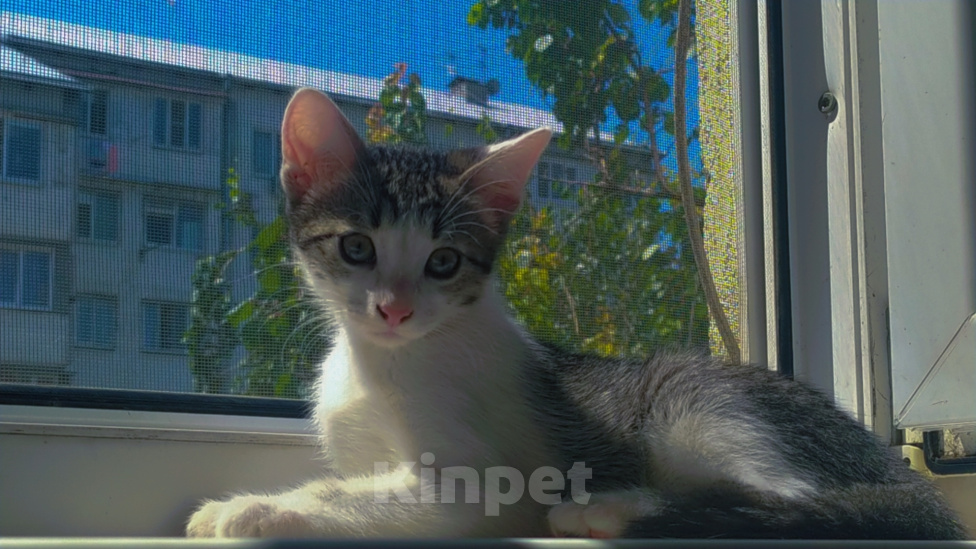 Кошки в Пятигорске: Лапка Девочка, Бесплатно - фото 1