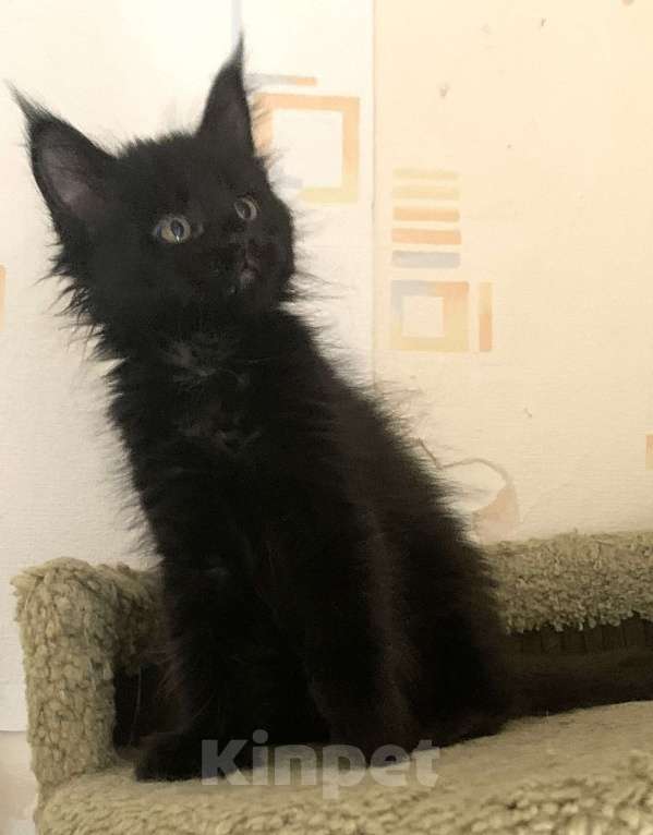 Кошки в Пушкино: КОТЯТА МЕЙН-КУН Мальчик, 45 000 руб. - фото 7