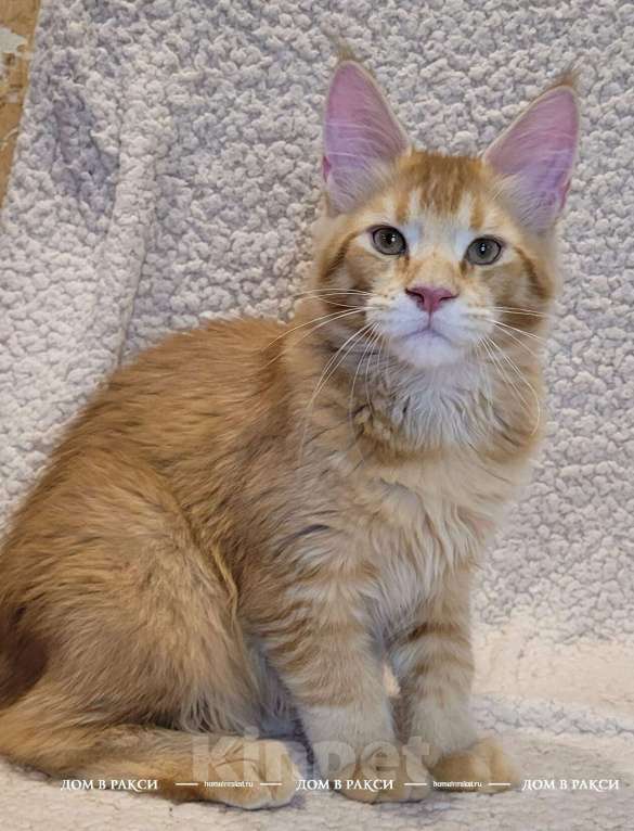 Кошки в других городах Ленинградской области: Кот мейн-кун Y’Zeus Raksi Line Мальчик, Бесплатно - фото 4