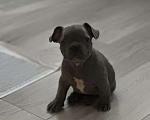 Собаки в Москве: Французский бульдог, щенок Девочка, 80 000 руб. - фото 3