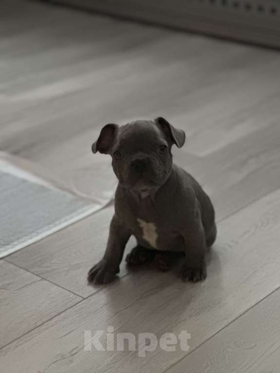 Собаки в Москве: Французский бульдог, щенок Девочка, 80 000 руб. - фото 3