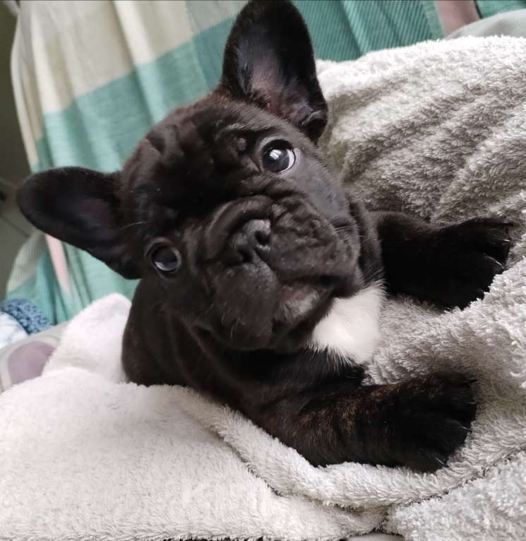 Собаки в Новосибирске: 1 Девочка, 50 000 руб. - фото 3