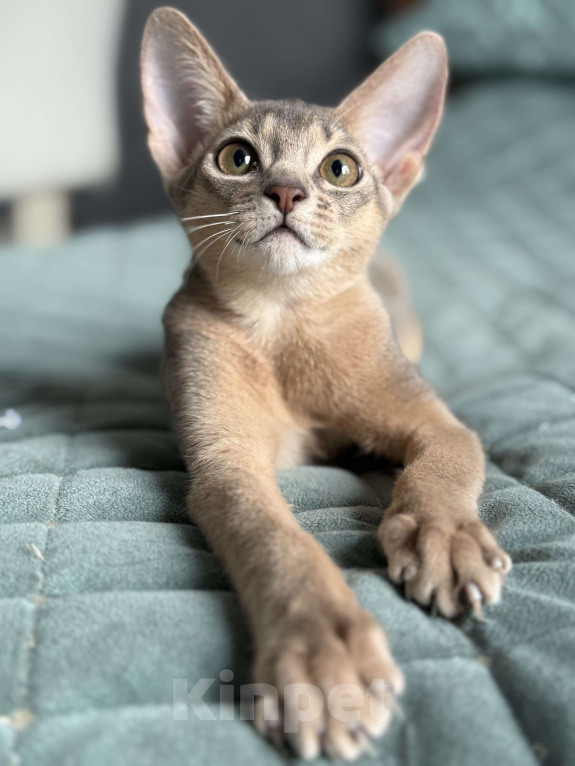 Кошки в Краснодаре: Абиссинский котенок голубого окраса  Девочка, 75 000 руб. - фото 3