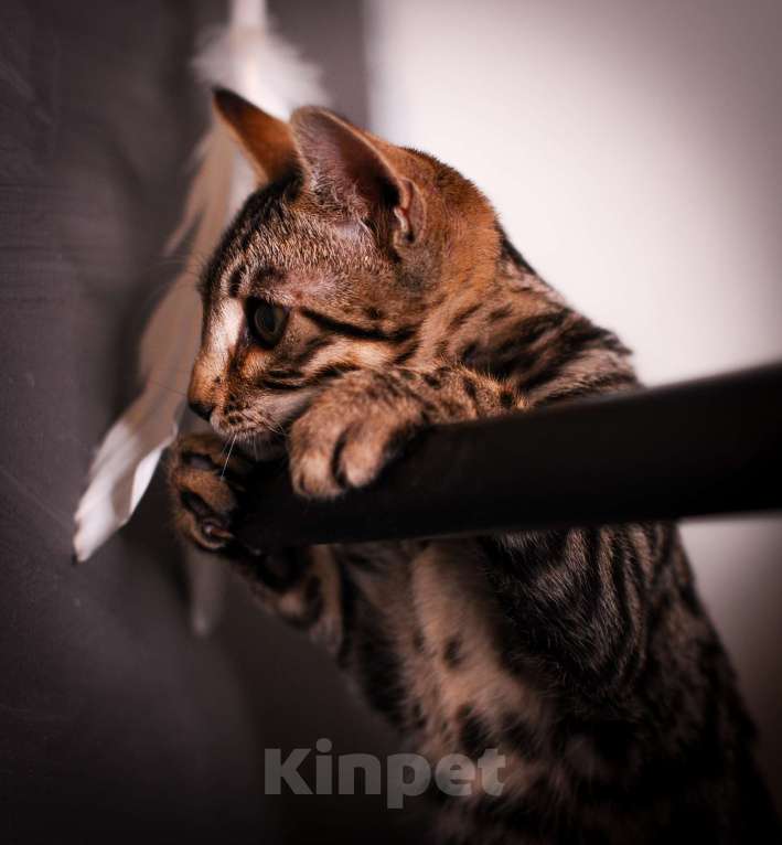 Кошки в Москве: Бенгал котенок  Мальчик, 35 000 руб. - фото 2