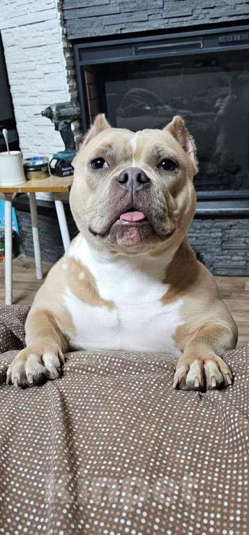 Собаки в Новочеркасске: Американский булли Мальчик, 70 000 руб. - фото 8