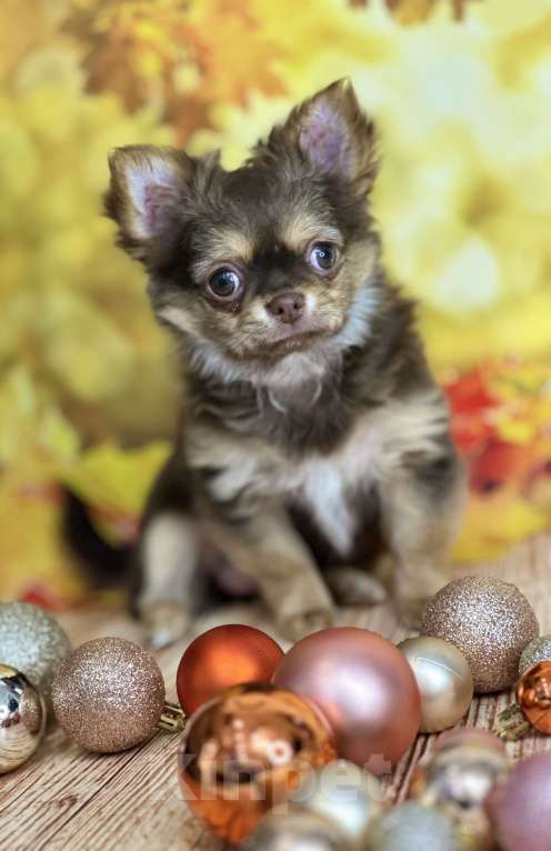 Собаки в Москве: Шикарная малышка чихуахуа Девочка, 60 000 руб. - фото 5