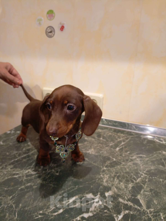 Собаки в Москве: Девочка 1500гр. Девочка, 70 000 руб. - фото 4