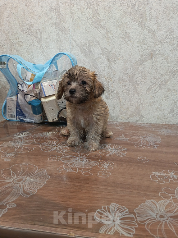 Собаки в Кирово-Чепецке: Продаётся очень милый мальчик, помесь Джек Рассел с карликовым той пуделем Мальчик, 5 000 руб. - фото 2