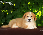 Собаки в Мытищах: Щенки вельш-корги пемброк Мальчик, 85 000 руб. - фото 5