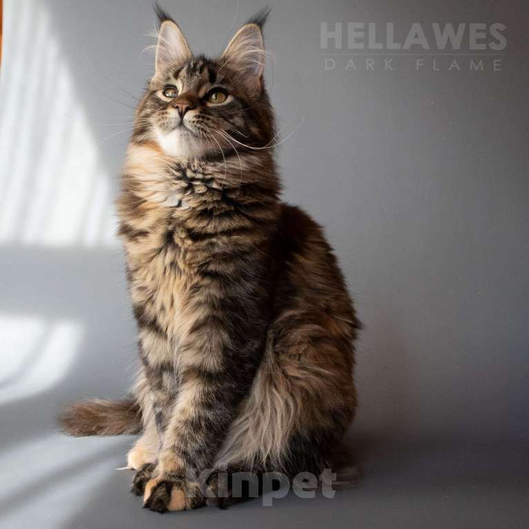 Кошки в других городах Воронежской области: Helavis Dark Flame Девочка, Бесплатно - фото 5