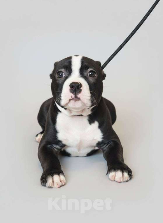 Собаки в других городах Московской области: Американский Булли Мальчик, 120 000 руб. - фото 4