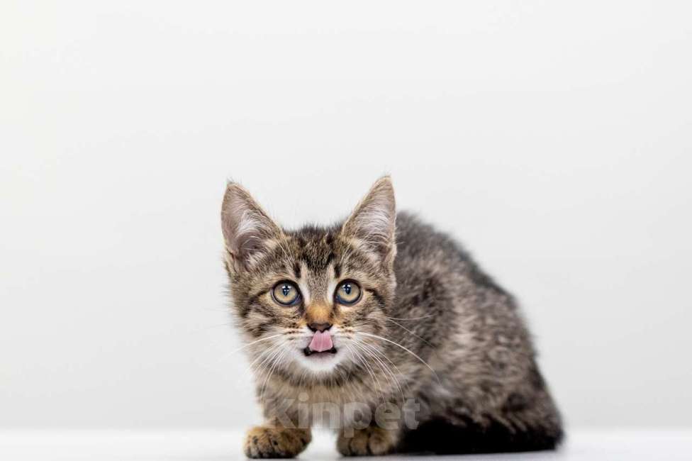 Кошки в Москве: Черемушка Девочка, Бесплатно - фото 2