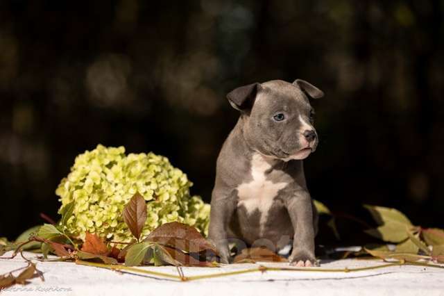Собаки в других городах Московской области: Девочка булли голубая Девочка, 110 000 руб. - фото 2