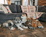 Собаки в Касимове: Шикарный щенок акита-ину  Мальчик, 25 000 руб. - фото 5