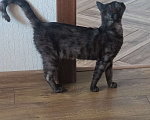 Кошки в Красноярске: Кошечка хищница Девочка, Бесплатно - фото 4