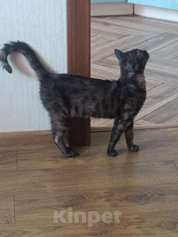 Кошки в Красноярске: Кошечка хищница Девочка, Бесплатно - фото 4